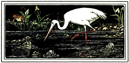 A white crane watches worried fish in a shrinking lotus pond