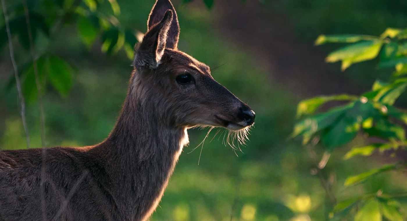 A deer glowing in warm sunlight inside a green forest