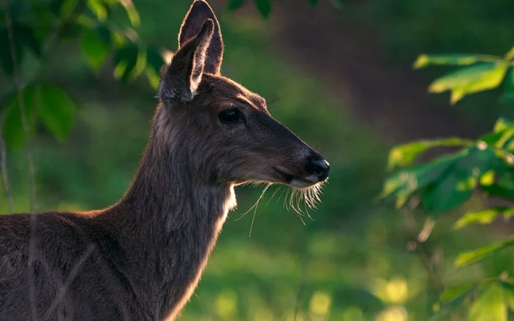 A deer glowing in warm sunlight inside a green forest