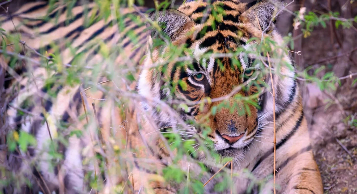 A Bengal tiger in an Indian forest for The Tiger, the Brahman and the Jackal story with questions and answers