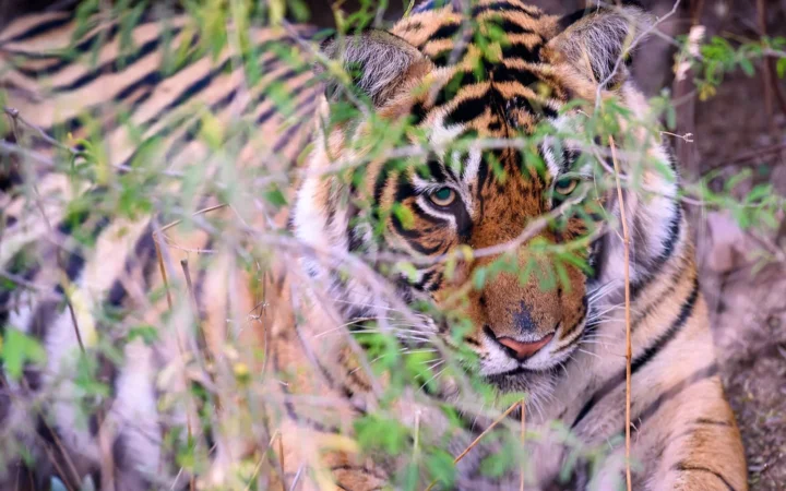 A Bengal tiger in an Indian forest for The Tiger, the Brahman and the Jackal story with questions and answers