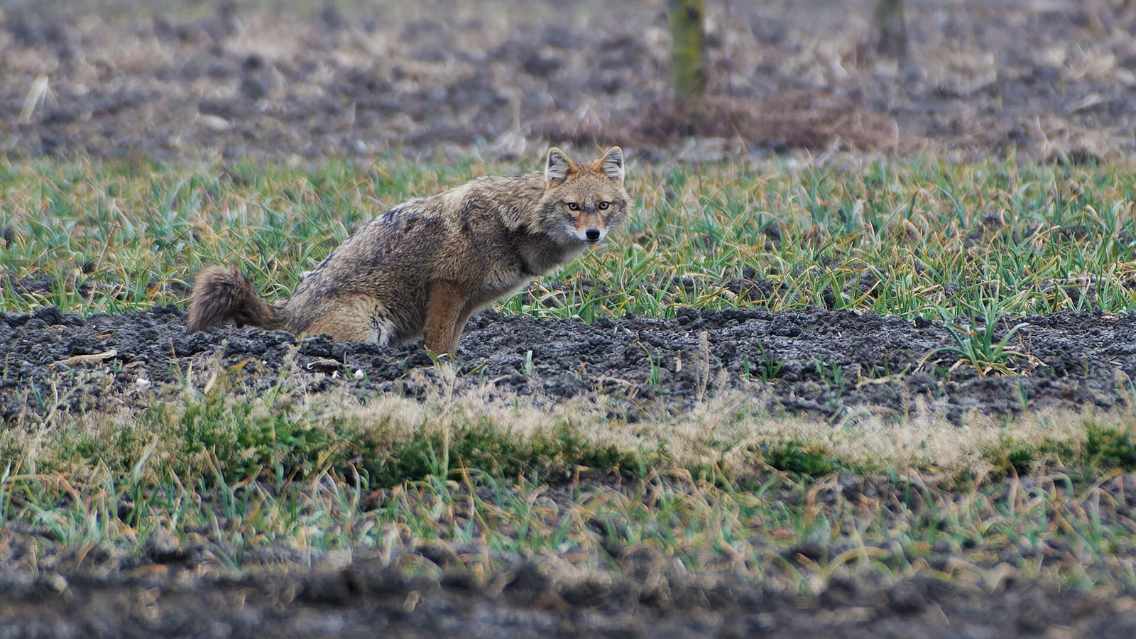 A golden jackal like the clever judge in the Indian folktale