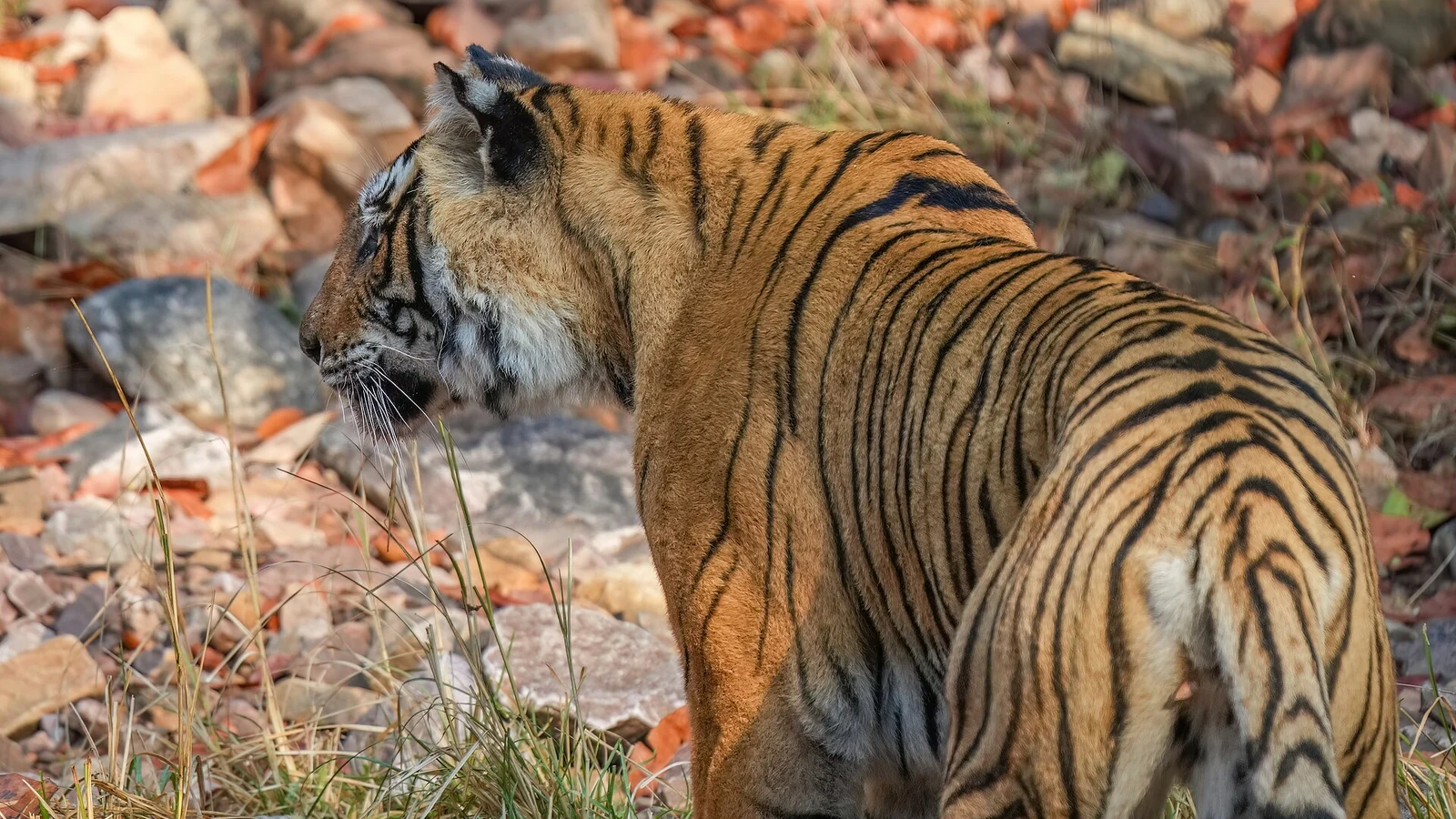 A Bengal tiger in an Indian forest for The Tiger, the Brahman and the Jackal story